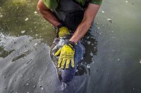 Black Cat Catfish Handschuh