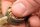 Guru Hybrid Feeder Inline Futterkorb Large 45g