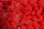 SE Hooks Roggy mini Red