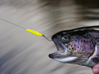 Spro Trout Master Incy Inline Spoon