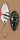 Probaits Spoon Aro 2g #10187 Weiss Schwarz