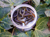 Spro Trout Master Dendrobaena 60mm Pearl