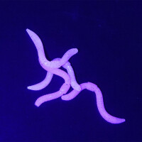 Spro Trout Master Dendrobaena Gummiwurm