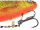 Westin Ricky the Roach Inline Swimbait zum Raubfischangeln
