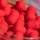 Mainline Match Dumbell Wafters 6mm Rot Krill
