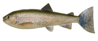 Pulz Bait Trout Skinz 20cm 1 Stück Rainbow Trout
