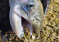 Spro Trout Master Master Worm 45mm Garlic 10 Stück