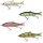 Illex / Jackall Dowz Swimmer 180SF Swimbait