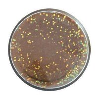 PowerBait Natural Scent Glitter Trout Bait Trout Pellet...
