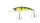 Yellow Perch