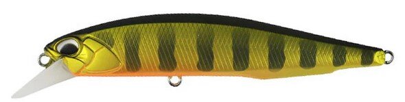 Gold Perch
