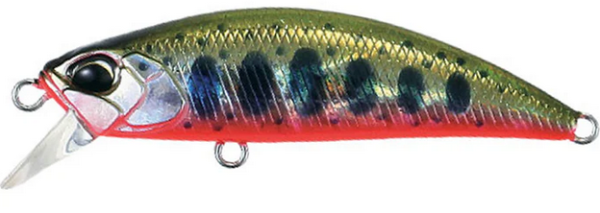 Yamame Red Belly