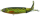 Pike