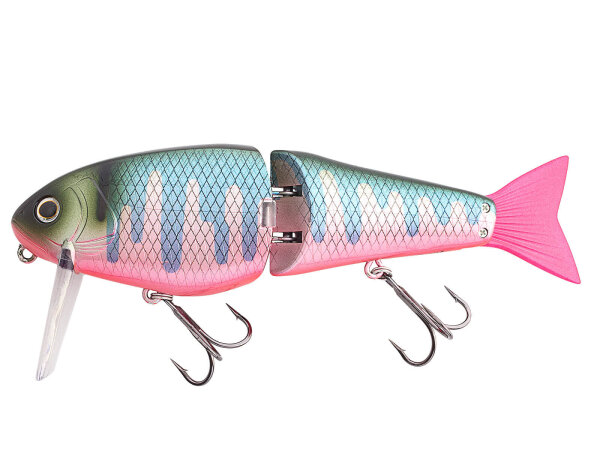 Real Oikawa Red Belly