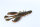 #06 Butter Craw