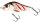 Wounded Real Grey Shiner