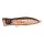 Rainbow Trout