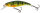 Young Perch