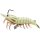 Glow Shrimp