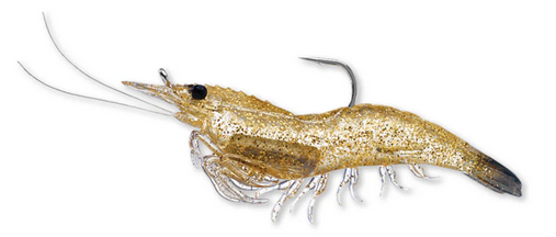 Glass Shrimp