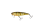 Perch
