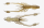 Reins Ring Shrimp