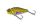 Rotauge