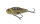 UV-Grundel