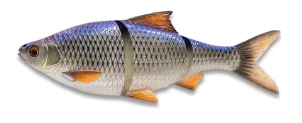 Blue Roach
