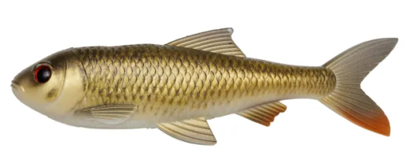 Crucian carp