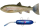 Pulz Bait Trout Kit Starter Set 15cm und 20cm 1 Stück inkl. Motor