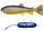 Pulz Bait Trout Kit Starter Set 15cm und 20cm 1 Stück inkl. Motor