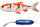 Pulz Bait Roach Kit Sarter Set 15cm und 20cm inkl. Motor