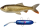 Pulz Bait Roach Kit Sarter Set 15cm und 20cm inkl. Motor
