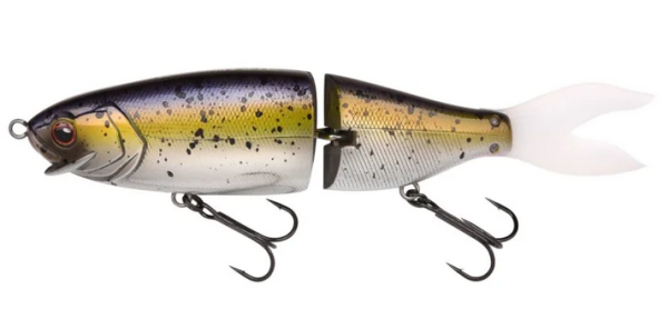 American Shad