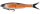 Arctic Char