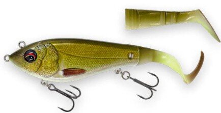 Tench