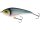 Blueback Herring